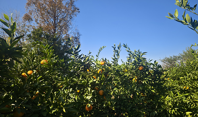 橘林探險，尋味金秋——記凱迪正大2025年度秋季團(tuán)建活動